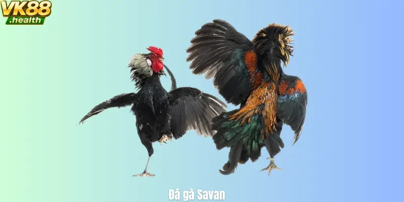 Đá gà savan