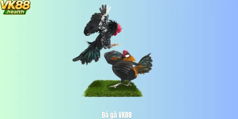 Đá gà vk88